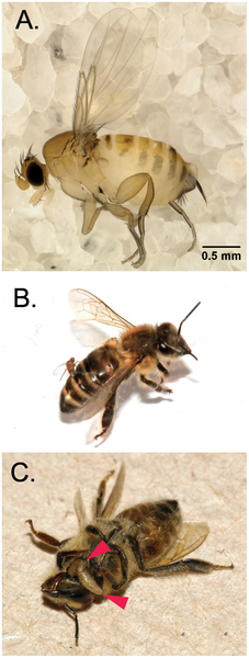 Images of Apocephalus borealis and honey bees from Core et al., 2012