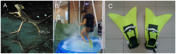 Figure 1 Running on water in Basilisk lizard (A, Basiliscus basiliscus), and human in our laboratory conditions (B).