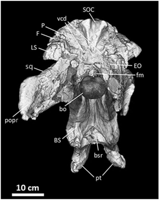acrocanthosaurus braincase, posterior view