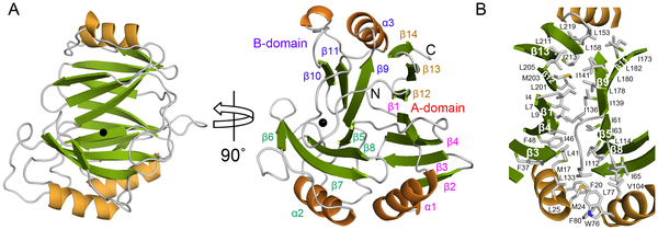 Figure 2 
            Overall structure of TxDE in the substrate-free form.