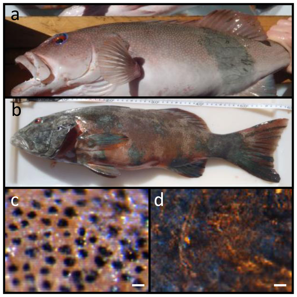 melanoma cancer fish