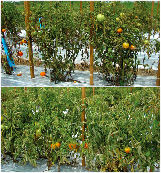 Zdjęcia pomidorów na poletkach testowych. U góry odmiana VF36, u dołu ta sama odmiana z genem Bs2 (GMO).