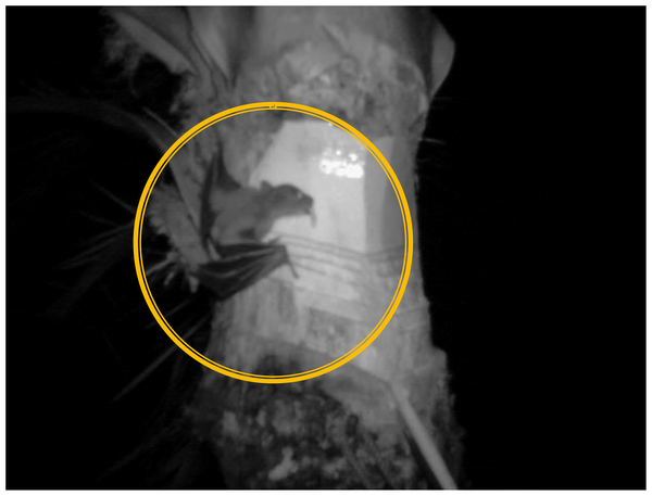 Figure 1 A picture taken by infrared night observation showing a small fruit bat (in circle) licking sap from the shaved surface of a date palm tree without any intervention during the winter of 2010.