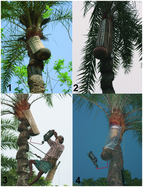 Figure 2 Interventions to prevent bat drinking date palm sap during session two: 1. Bamboo skirt; 2. Dhoincha skirt; 3. Jute stick skirt; and 4. Polythene skirt covering the sap producing areas of the date palm tree.