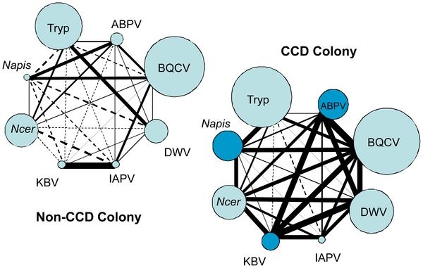 Figure 1 Graphical representation of pairwise correlations between pathogen abundance in CCD and non-CCD colonies.