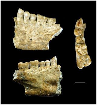 The Lonche Jaw: a Neolithic beeswax filling is found in Slovenia…