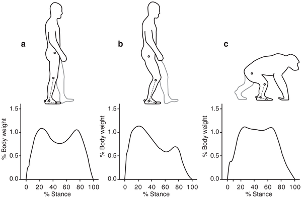Figura 1 Las diferencias en el ángulo del tobillo (línea discontinua) en apoyo medio en el ser humano camina normalmente (a), con un paso doblado la rodilla doblada-cadera (b) y los chimpancés para caminar cuadrúpeda (c).