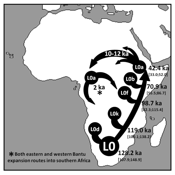Figure 5 Schematic representation of the major inferred migrations involving mtDNA haplogroup L0.