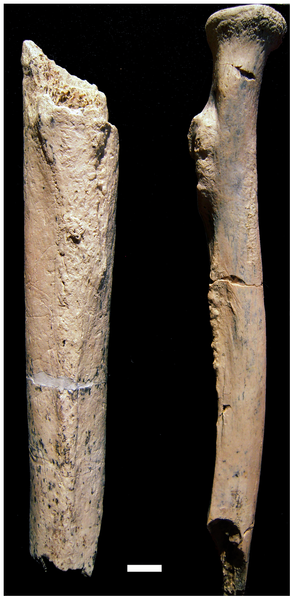 Figure 2 The right femur (OH 80-12; left side of image) and right radius (OH 80-11; right side of image) of the OH 80 hominin from Level 4 at the BK site.
