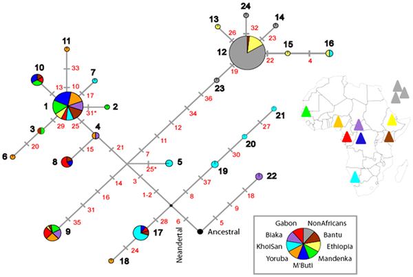 Figure 1 Network of MTMR8 haplotypes.