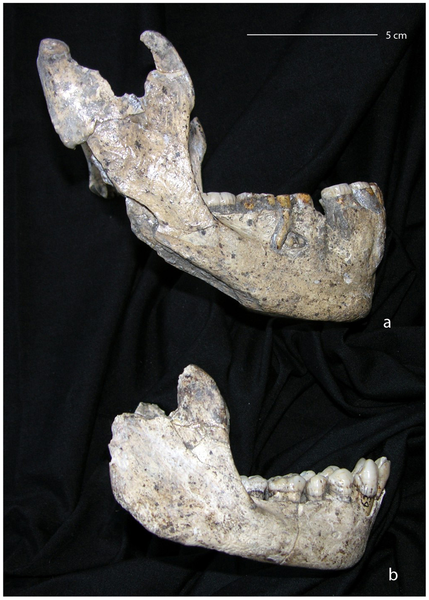 Figura 1 Vista lateral de dos mandíbulas de Dmanisi.