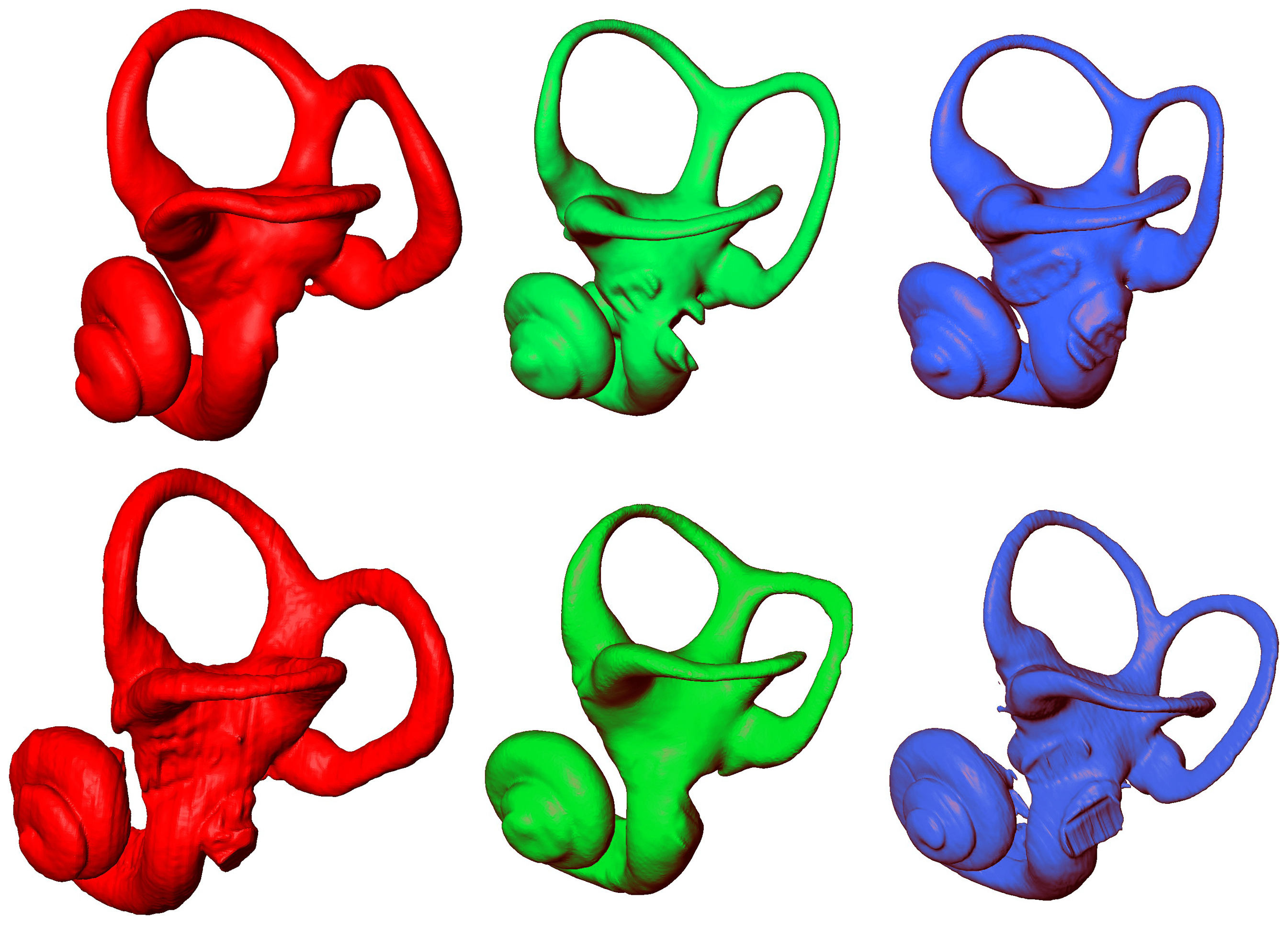 Figure 4 MicroCT-based rendering of the left bony labyrinth lateral aspect in: Homo sapiens (red, on the left), Pan paniscus (green, in the middle) and Pan troglodytes (blue, on the right).