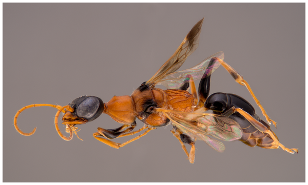 Figure 1 Ampulex dementor n. sp., female, holotype, in oblique lateral view. Pin digitally removed from image.