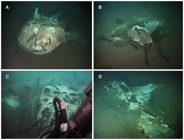 Figure 2 Still images showing each of the observed carcasses.