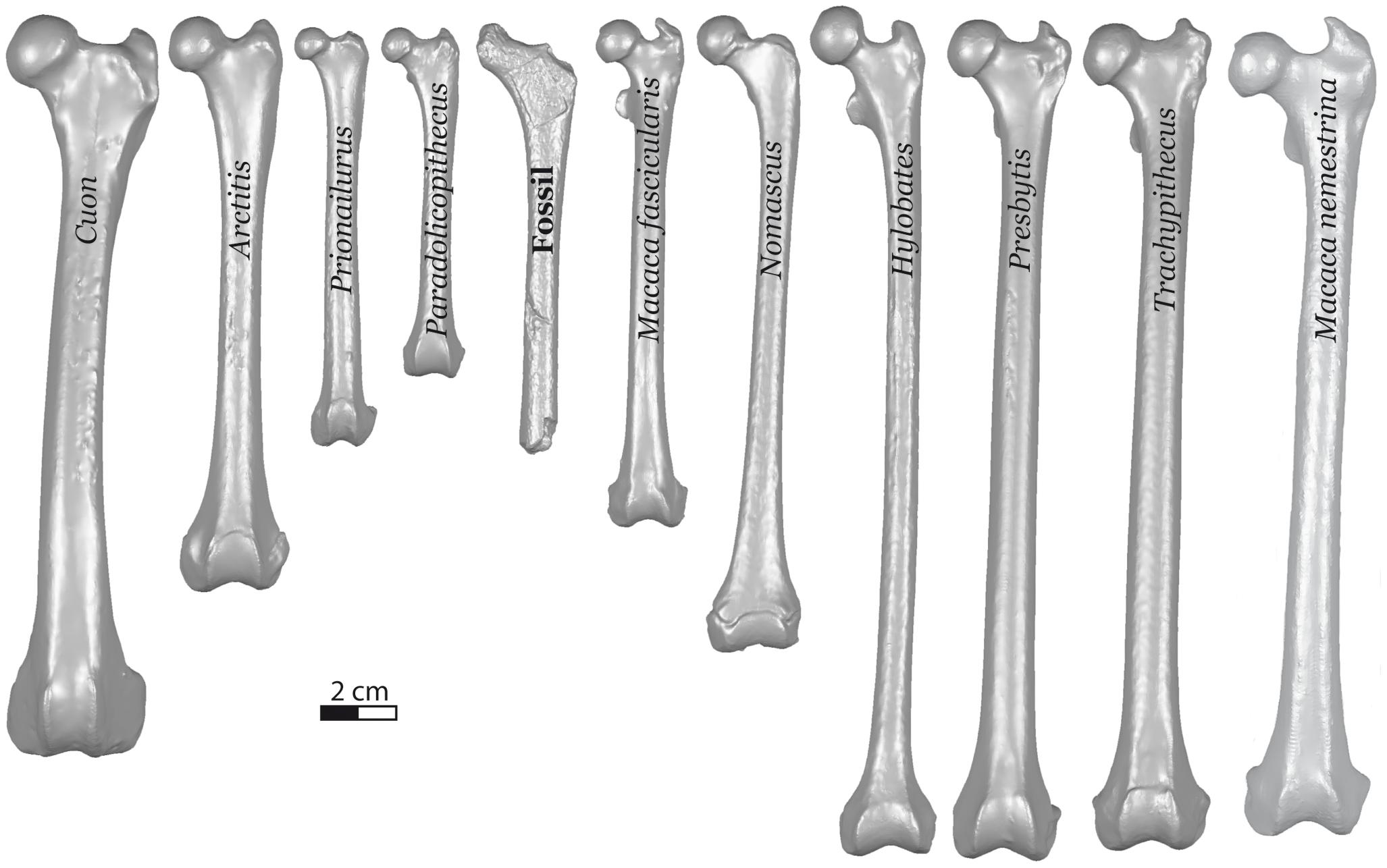 Figure 4 Comparison of the Trinil 5703 fossil femur (center) in anterior view with the femora of Southeast Asian carnivores (on the left side of Trinil 5703) and primates (on the right side of Trinil 5703).