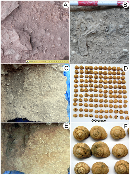Figura 5 acumulaciones culturales de caracoles terrestres I. alonensis.