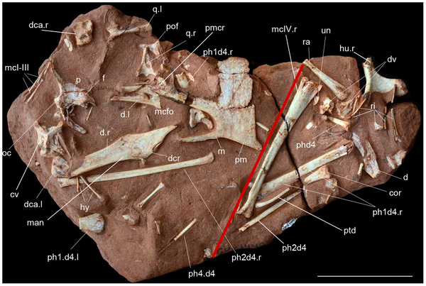 Figure 2 Holotype (CP.V 1449 left) and one paratype (CP.V 2003, right) of Caiuajara dobruskii gen. et sp. nov. separated by a red line, showing skull and postcranial elements.