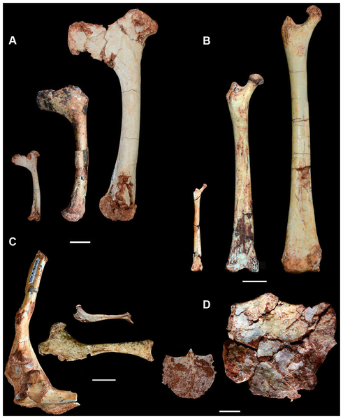 Figure 6 Selected post-cranial elements of Caiuajara dobruskii showing the anatomical changes during ontogeny.