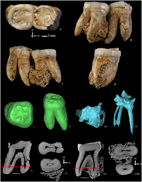 Figura 9 Izquierda molares inferiores segundo y tercero (PA834-1 y PA834-2) (o: oclusal, B o b: bucal, M: mesial, l: lingual, d: distal).